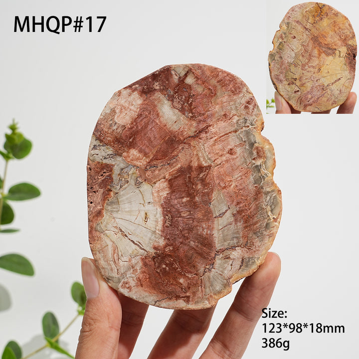 Einzigartige, natürliche Scheibe aus versteinertem Holz