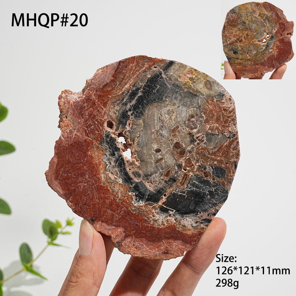 Einzigartige, natürliche Scheibe aus versteinertem Holz