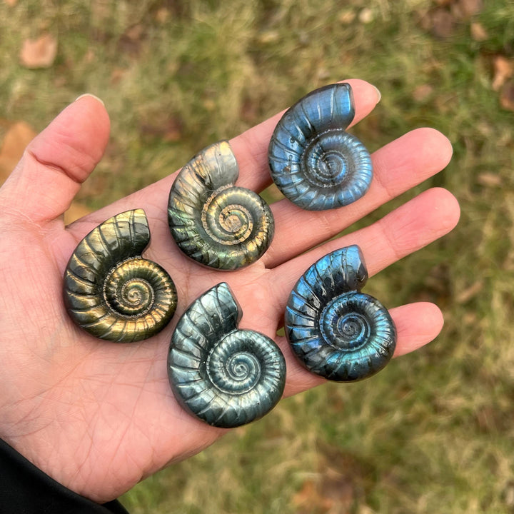 Natural Crystal Labradorite Ammonite Carving