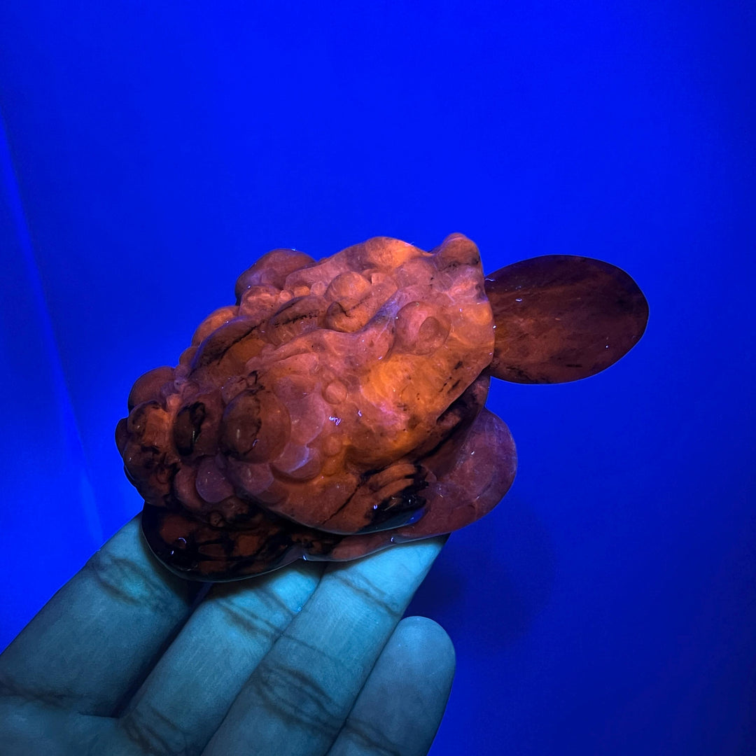 Natural Blue and White Porcelain Sodalite Money Toad