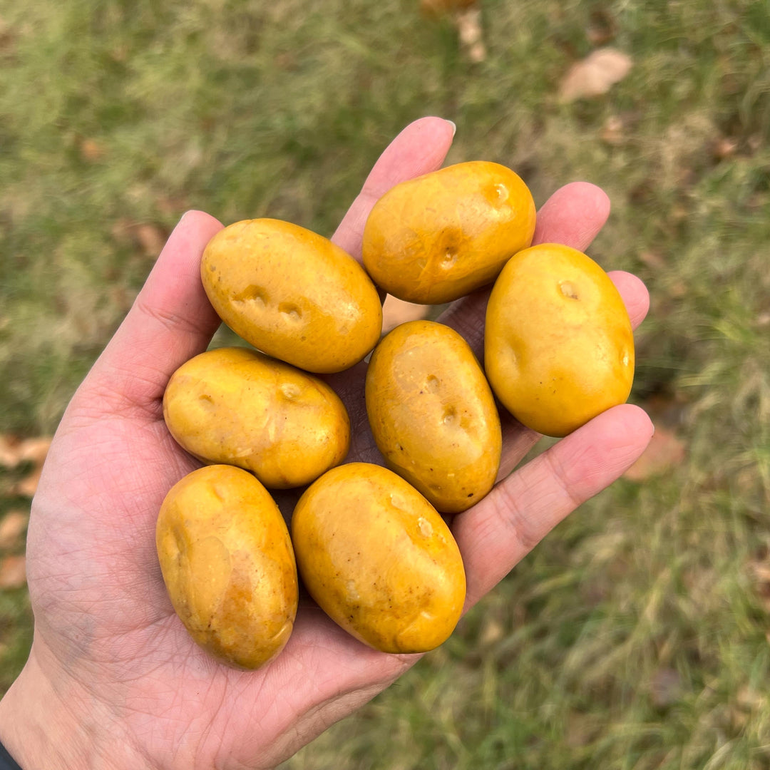 Natural Carved Yellow Aventurine Potato