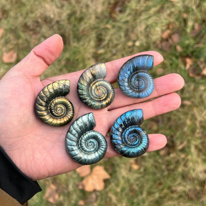 Natural Crystal Labradorite Ammonite Carving