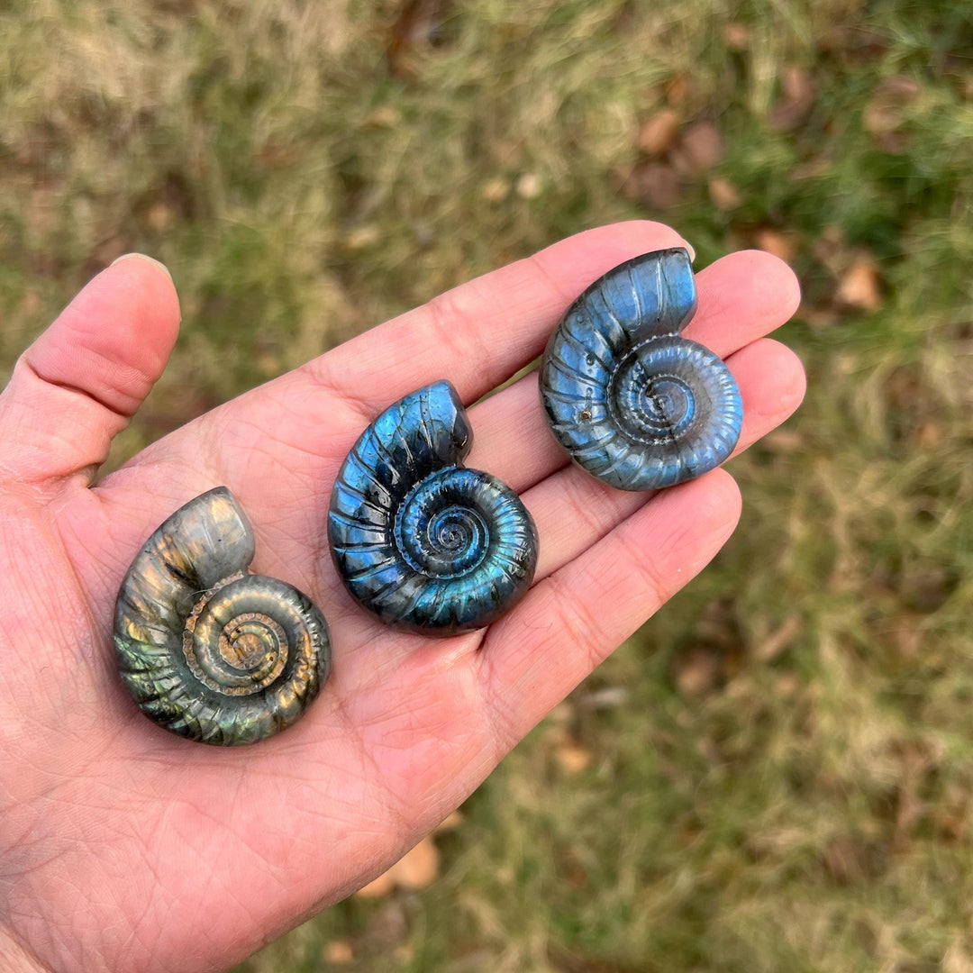 Natural Crystal Labradorite Ammonite Carving
