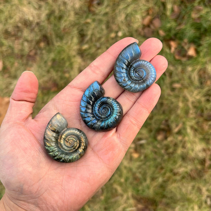 Natural Crystal Labradorite Ammonite Carving