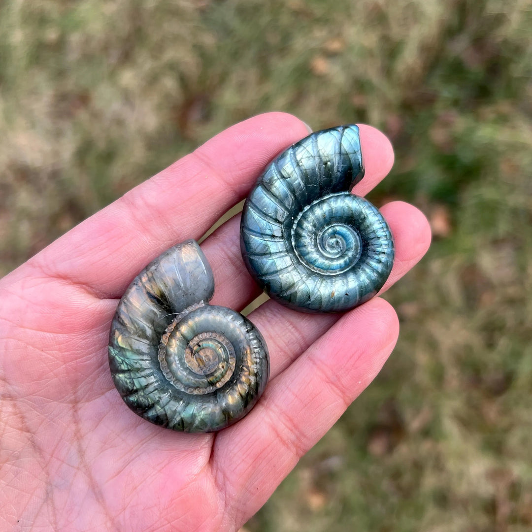 Natural Crystal Labradorite Ammonite Carving