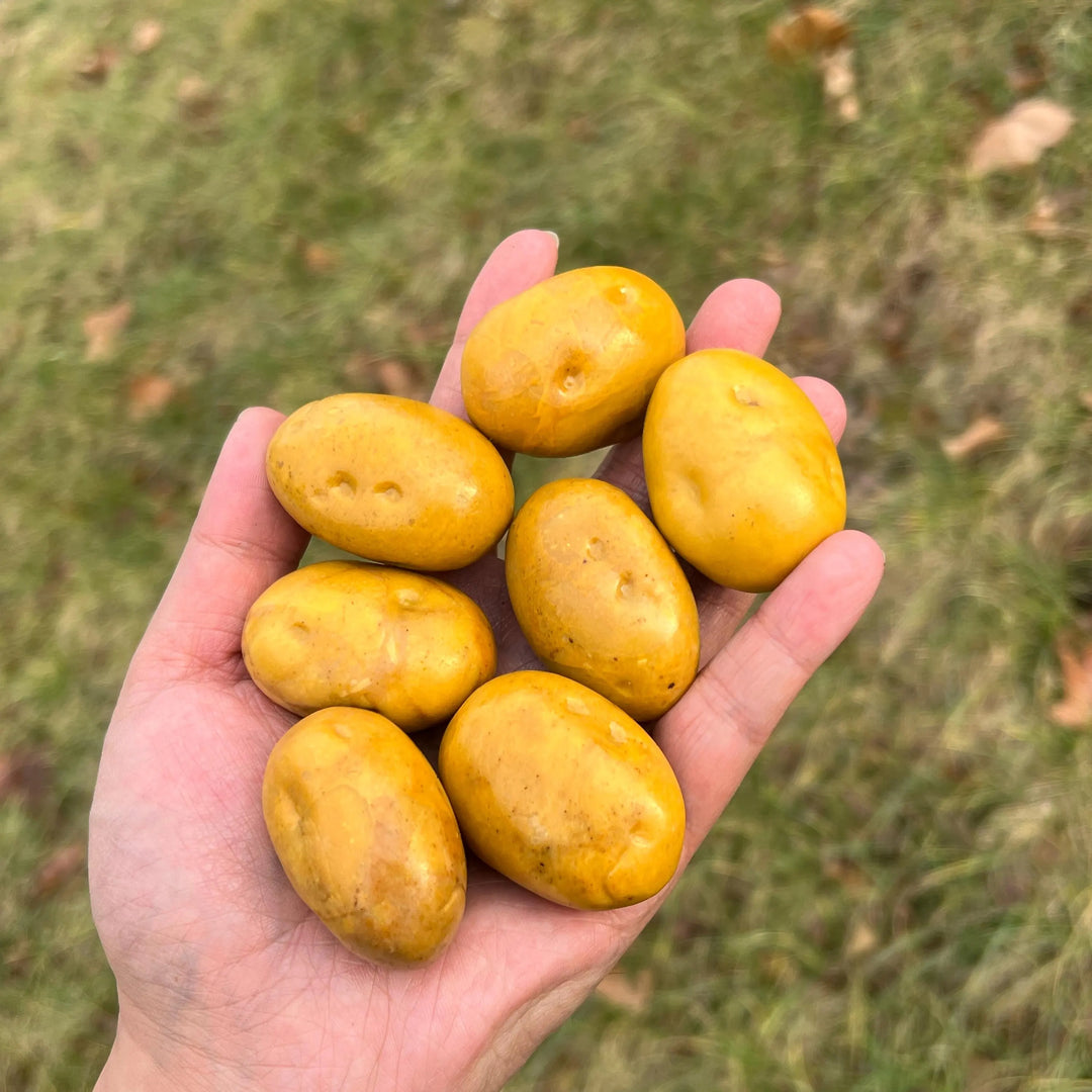 Natural Carved Yellow Aventurine Potato