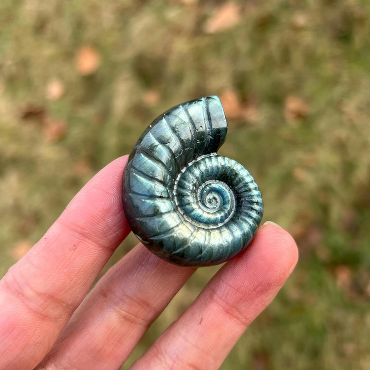 Natural Crystal Labradorite Ammonite Carving
