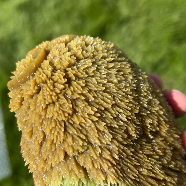 Natural Carving Serpentine Hedgehog