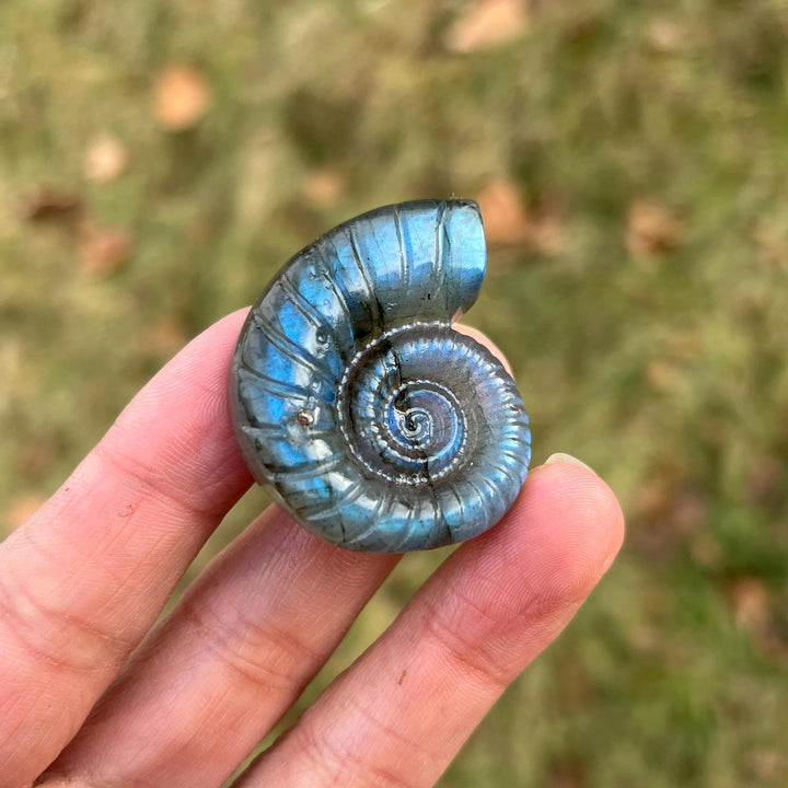 Natural Crystal Labradorite Ammonite Carving