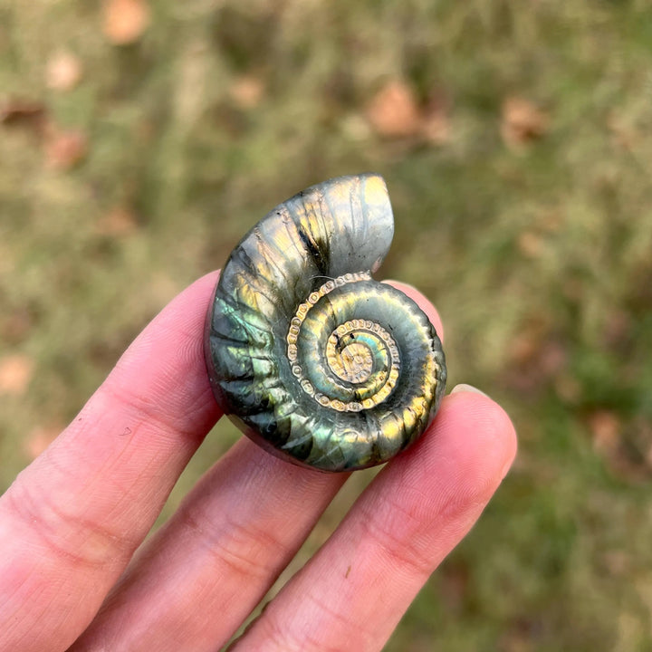 Natural Crystal Labradorite Ammonite Carving