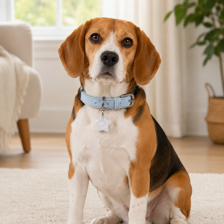 Natural Crystal Charm Dog Collar – Soft & Adjustable