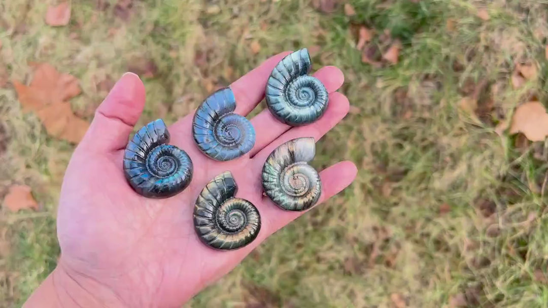 Natural Crystal Labradorite Ammonite Carving