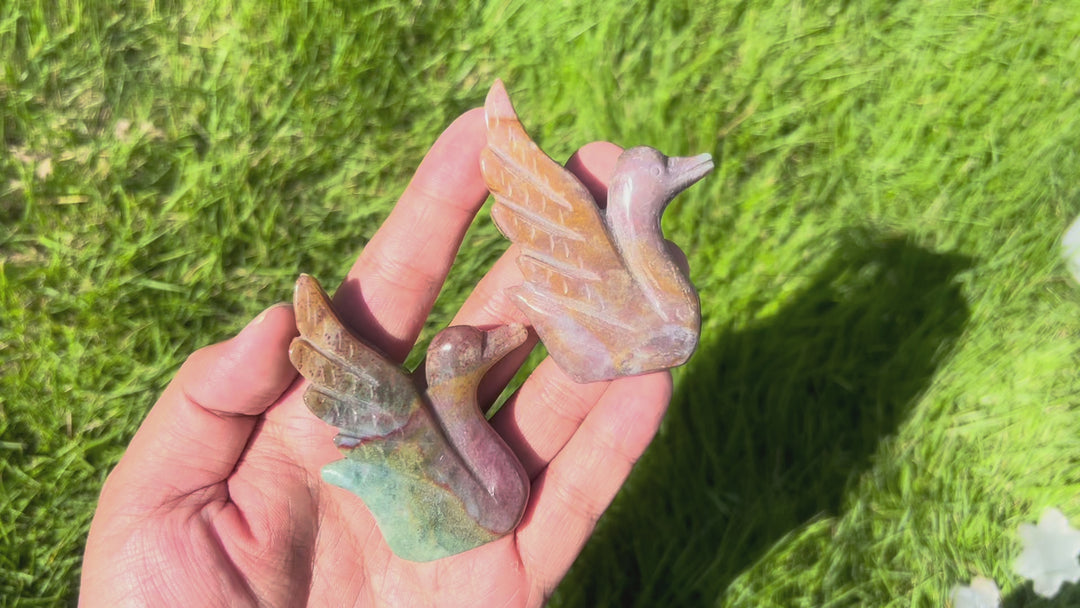 Ocean Jasper Swan
