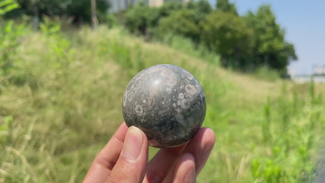 Natural Crystal Crinoid Fossil Sphere