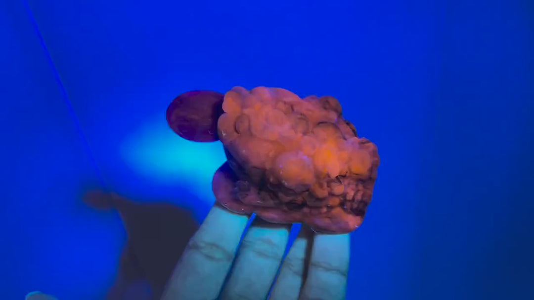 Natural Blue and White Porcelain Sodalite Money Toad