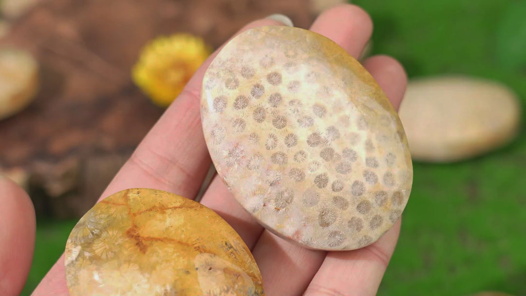 Natural Coral Fossil Palm