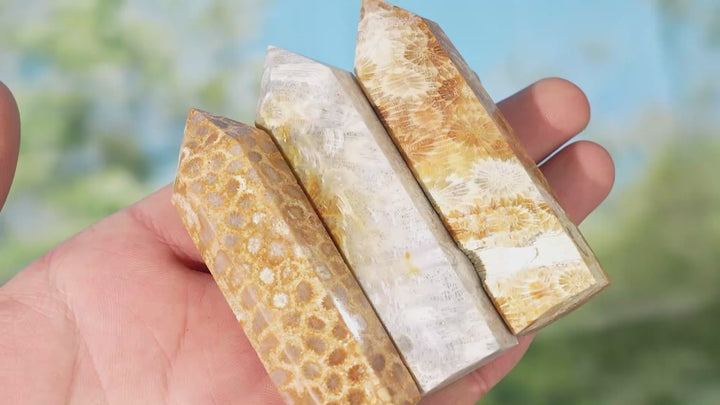 Natural Coral Fossil Point