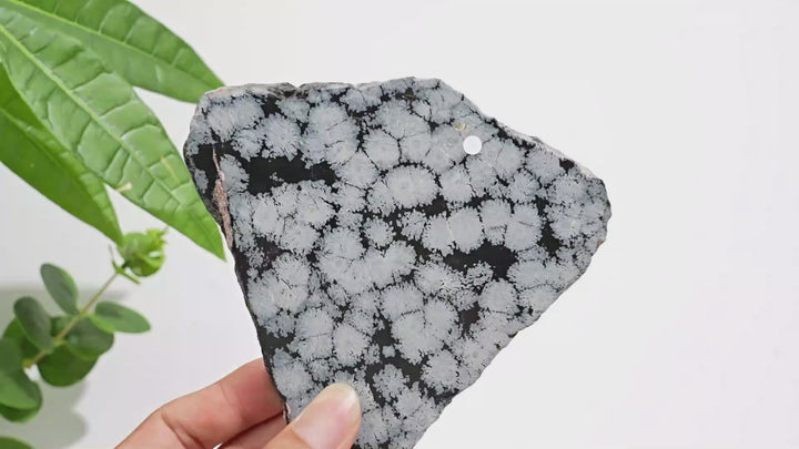 Unique,A Slightly Imperfect Natural Crystal Snowflake Obsidian Slice