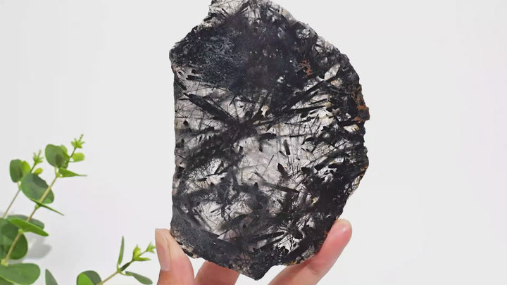 Unique,Natural Crystal Black Tourmaline In Quartz Slice