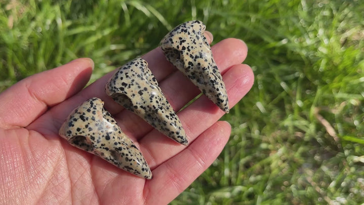 Natural Dalmatian Jasper Crow Skull