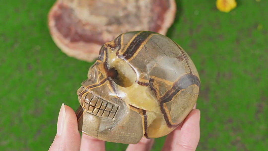 Unique, Natural Septarian Skull
