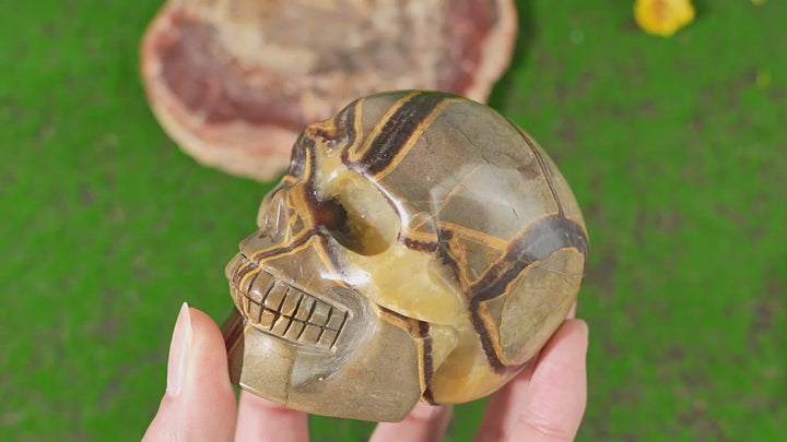 Unique, Natural Septarian Skull