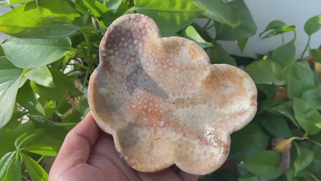 Unique,Natural Coral Fossil Crystal Flower Bowl
