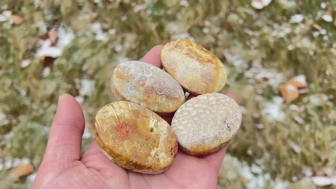 Natural Crystal Coral Fossil Palm Stone