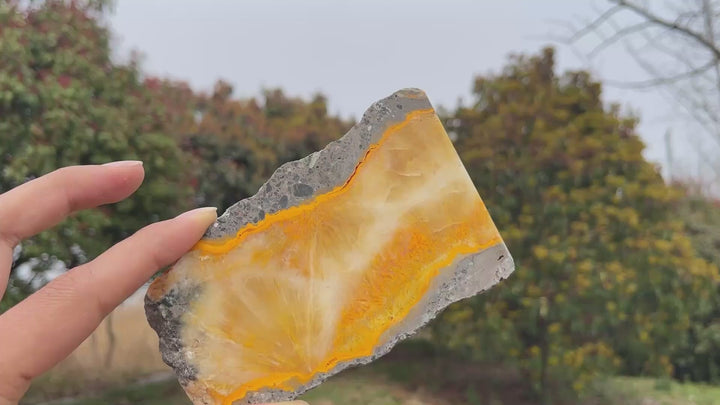 Natural Crystal Bumble Bee Jasper Slice