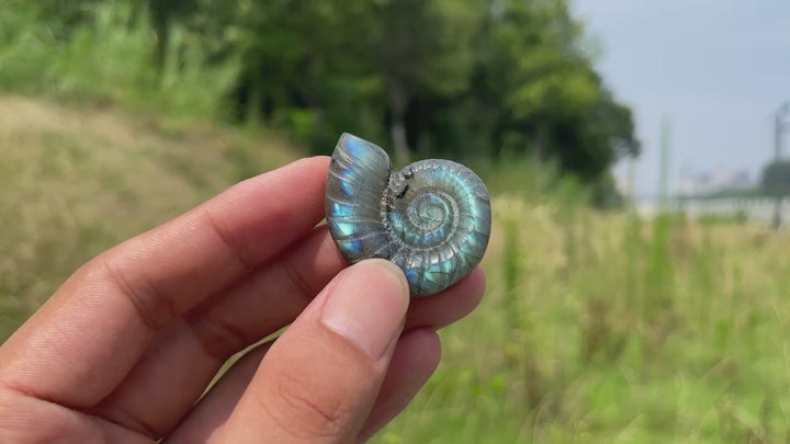 Escultura de Cristal Natural de Ammonite de Labradorita
