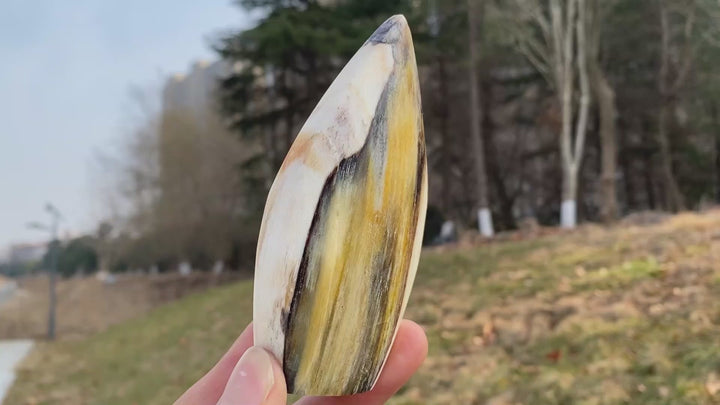 Natural Crystal Petrified Wood Teardrop