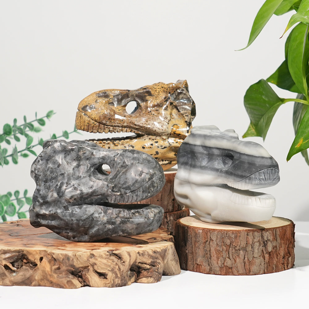 Unique,Natural Carving Dinosaur Skull